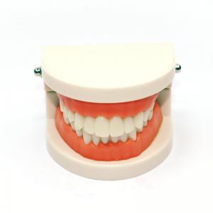 DentalTeeth Model 