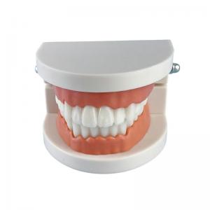 Teeth Model